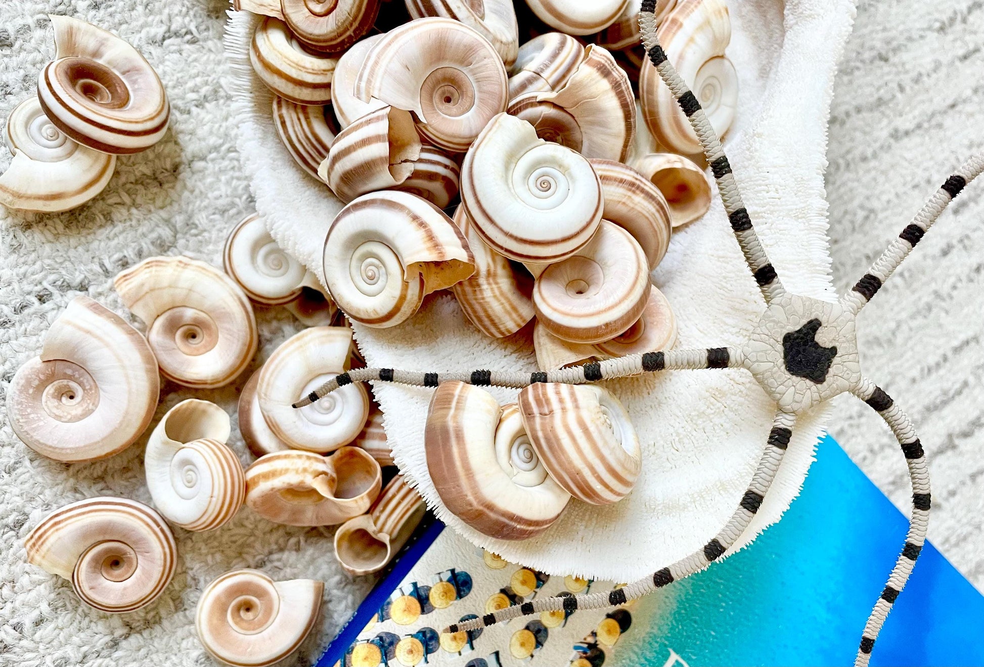 RAMS HORN SNAIL Shells 1.5-2" White Brown Stripes Small Craft Jewelry Pendent Seashells