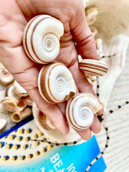 RAMS HORN SNAIL Shells *You Choose Quantity* Natural White w/ Brown Stripes 1.5-2" Small Craft Jewelry Pendent Seashells