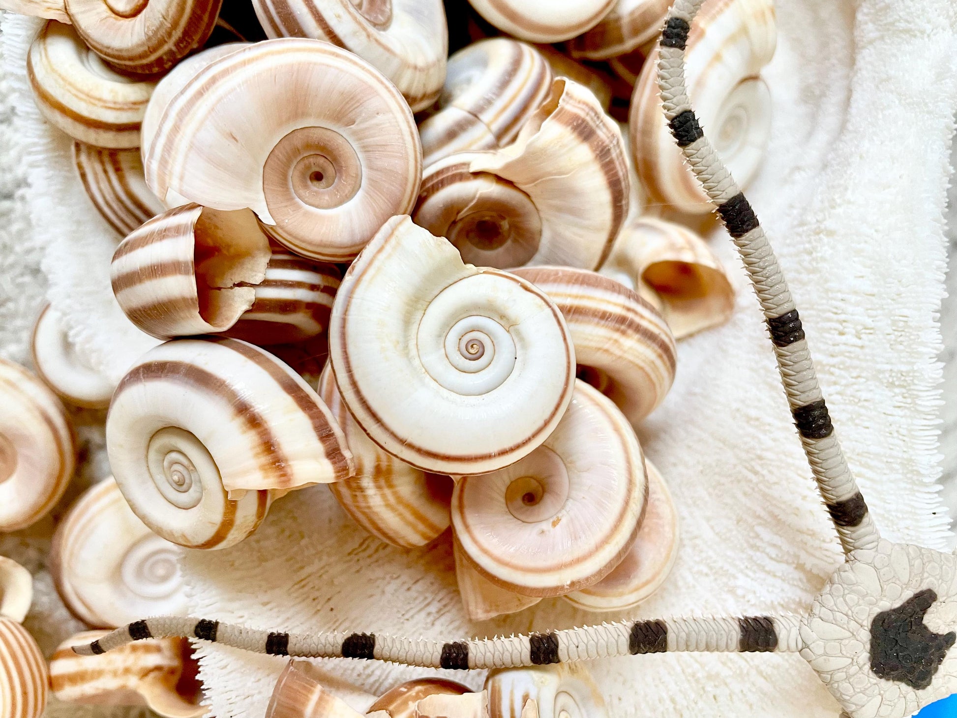RAMS HORN SNAIL Shells 1.5-2" White Brown Stripes Small Craft Jewelry Pendent Seashells