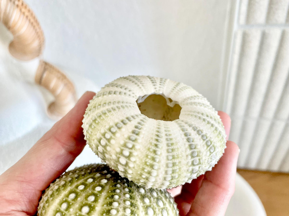 Mexican Green Urchin Shell (2.25-2.75") Beach Coastal Decor, Crafts