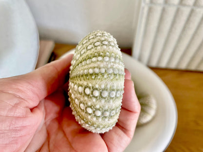 Mexican Green Urchin Shell (2.25-2.75") Beach Coastal Decor, Crafts