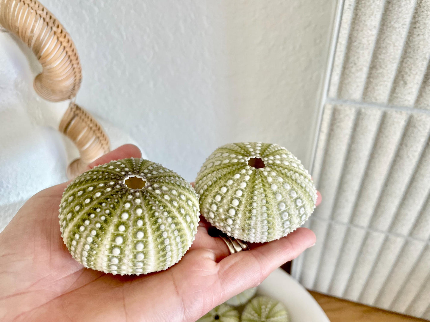 Mexican Green Urchin Shell (2.25-2.75") Beach Coastal Decor, Crafts