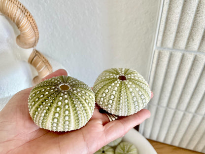 Mexican Green Urchin Shell (2.25-2.75") Beach Coastal Decor, Crafts