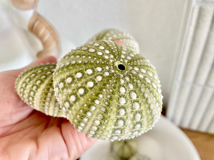 Mexican Green Urchin Shell (2.25-2.75") Beach Coastal Decor, Crafts
