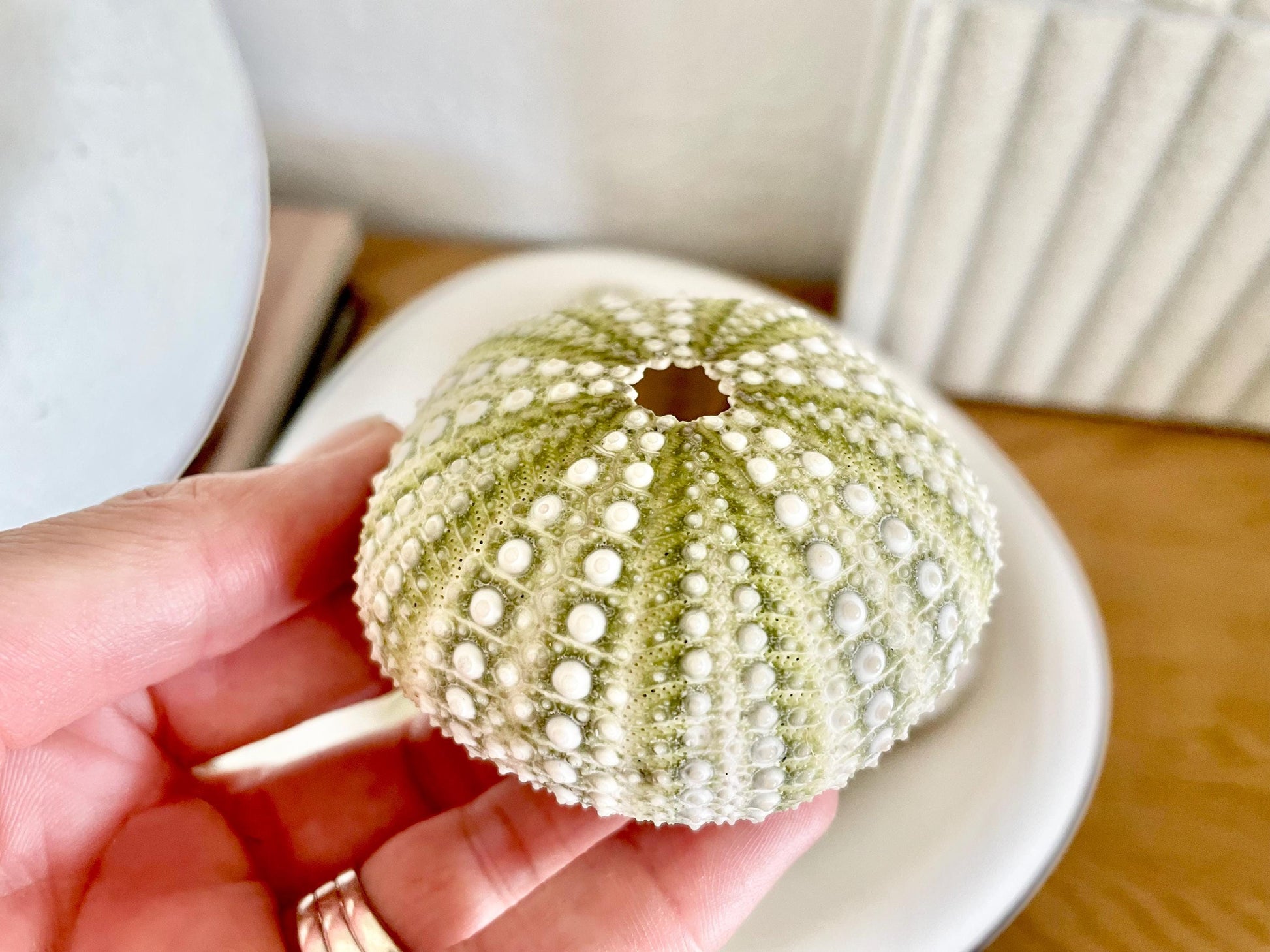 Mexican Green Urchin Shell (2.25-2.75") Beach Coastal Decor, Crafts
