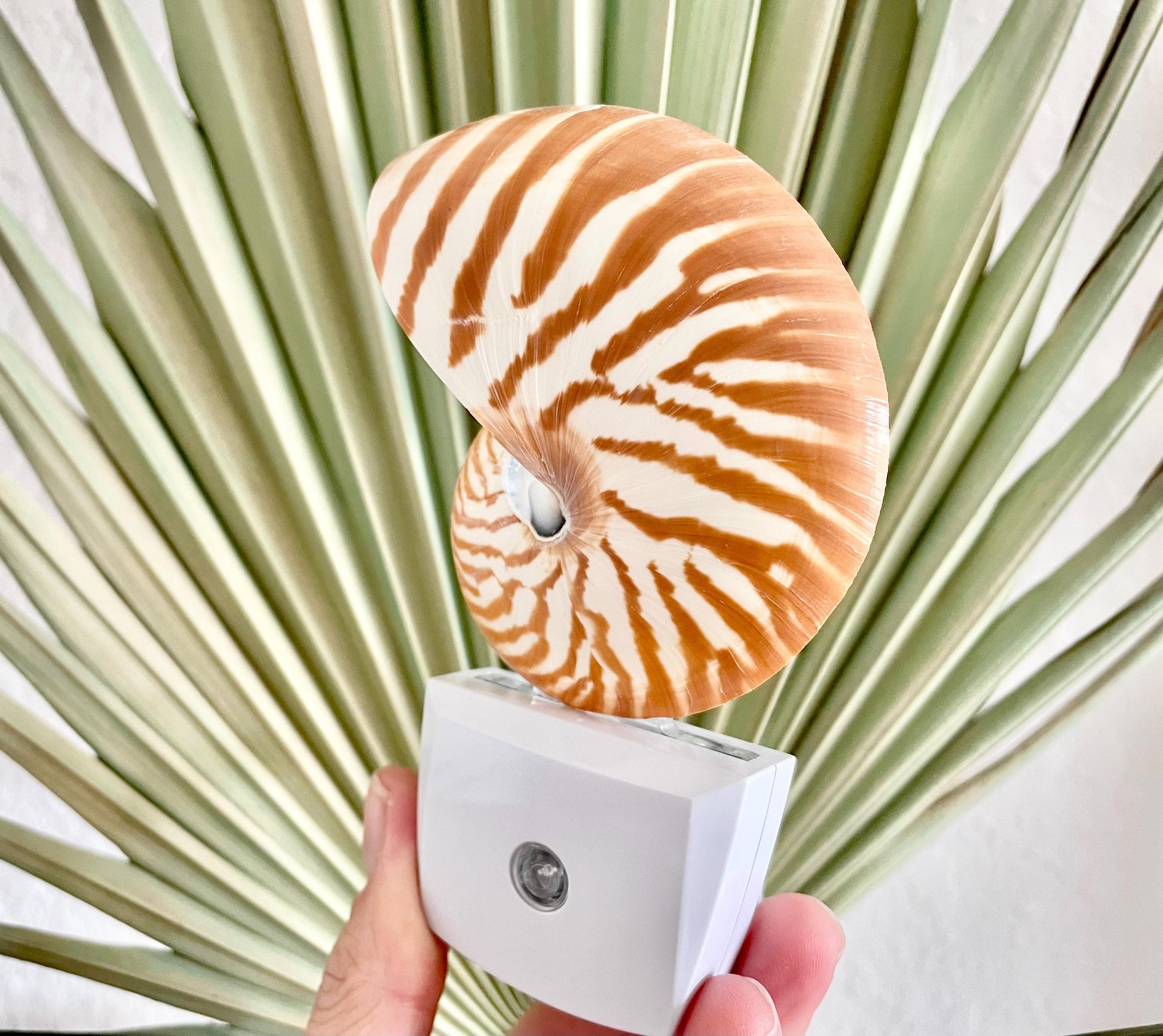 NAUTILUS NIGHT LIGHT Solar Powered Striped Chambered Natural Brown White Tiger Stripe Display Seashell Coastal Beach House Décor Gift