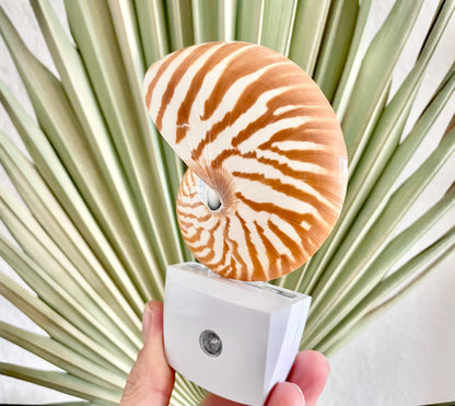 NAUTILUS NIGHT LIGHT Solar Powered Striped Chambered Natural Brown White Tiger Stripe Display Seashell Coastal Beach House Décor Gift