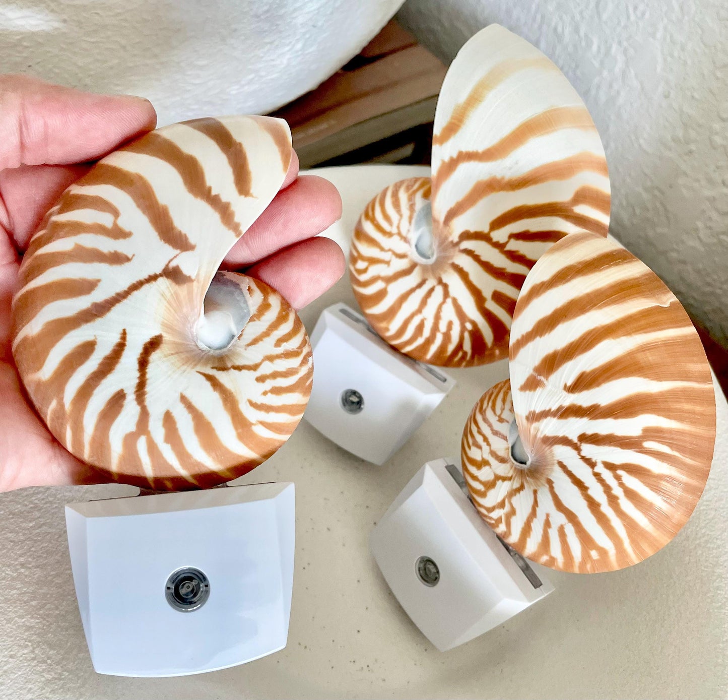 NAUTILUS NIGHT LIGHT Solar Powered Striped Chambered Natural Brown White Tiger Stripe Display Seashell Coastal Beach House Décor Gift