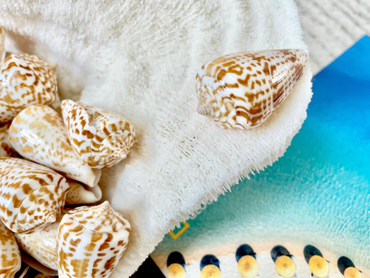 INSCRIPTUS CONE Shells *You Choose Quantity* 1.5-2" Natural Golden Brown White Spotted Small Craft Seashells Coastal Beach Home Décor
