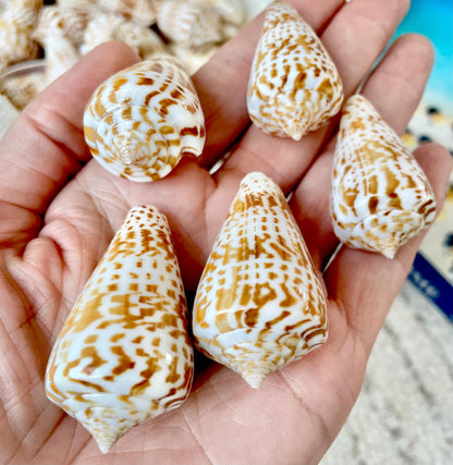 INSCRIPTUS CONE Shells *You Choose Quantity* 1.5-2" Natural Golden Brown White Spotted Small Craft Seashells Coastal Beach Home Décor