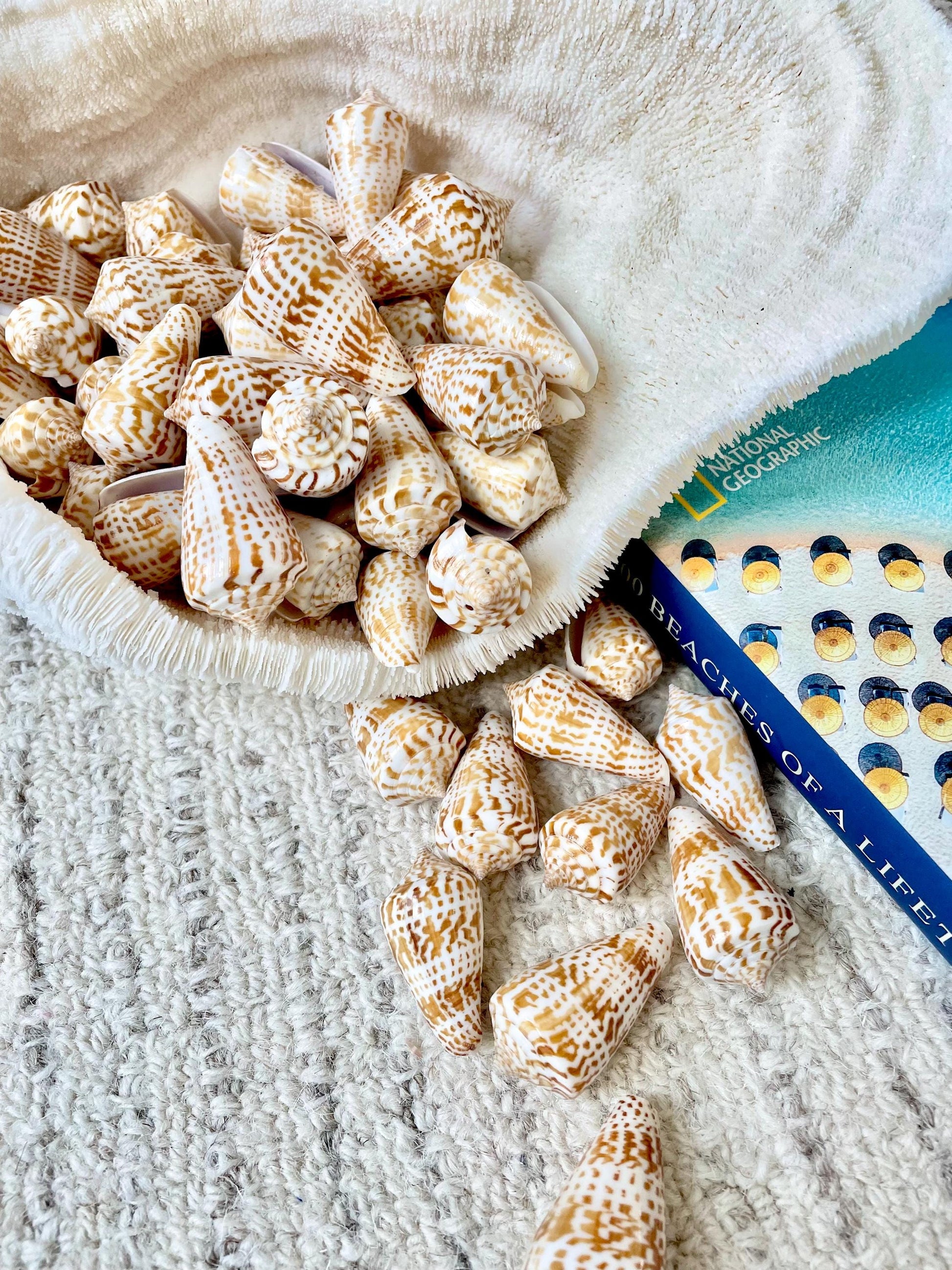 INSCRIPTUS CONE Shells *You Choose Quantity* 1.5-2" Natural Golden Brown White Spotted Small Craft Seashells Coastal Beach Home Décor