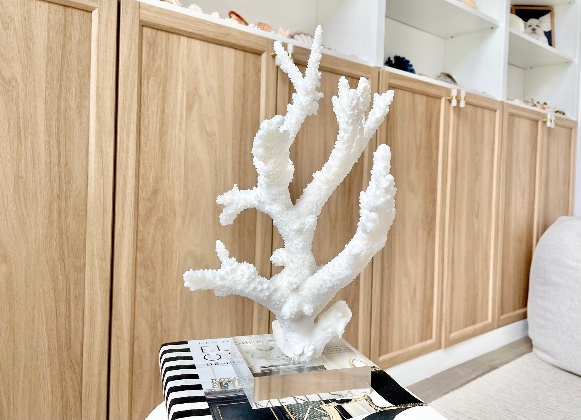 Genuine 100% Natural BRANCH CORAL 13" x 8" x 7" Long Fossil Specimen Coastal Ocean Reef Display Nautical Beach House Décor