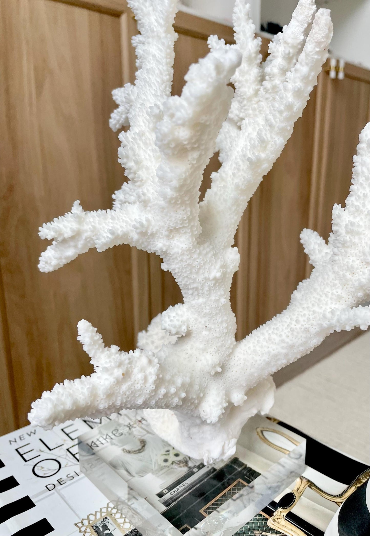 Genuine 100% Natural BRANCH CORAL 13" x 8" x 7" Long Fossil Specimen Coastal Ocean Reef Display Nautical Beach House Décor