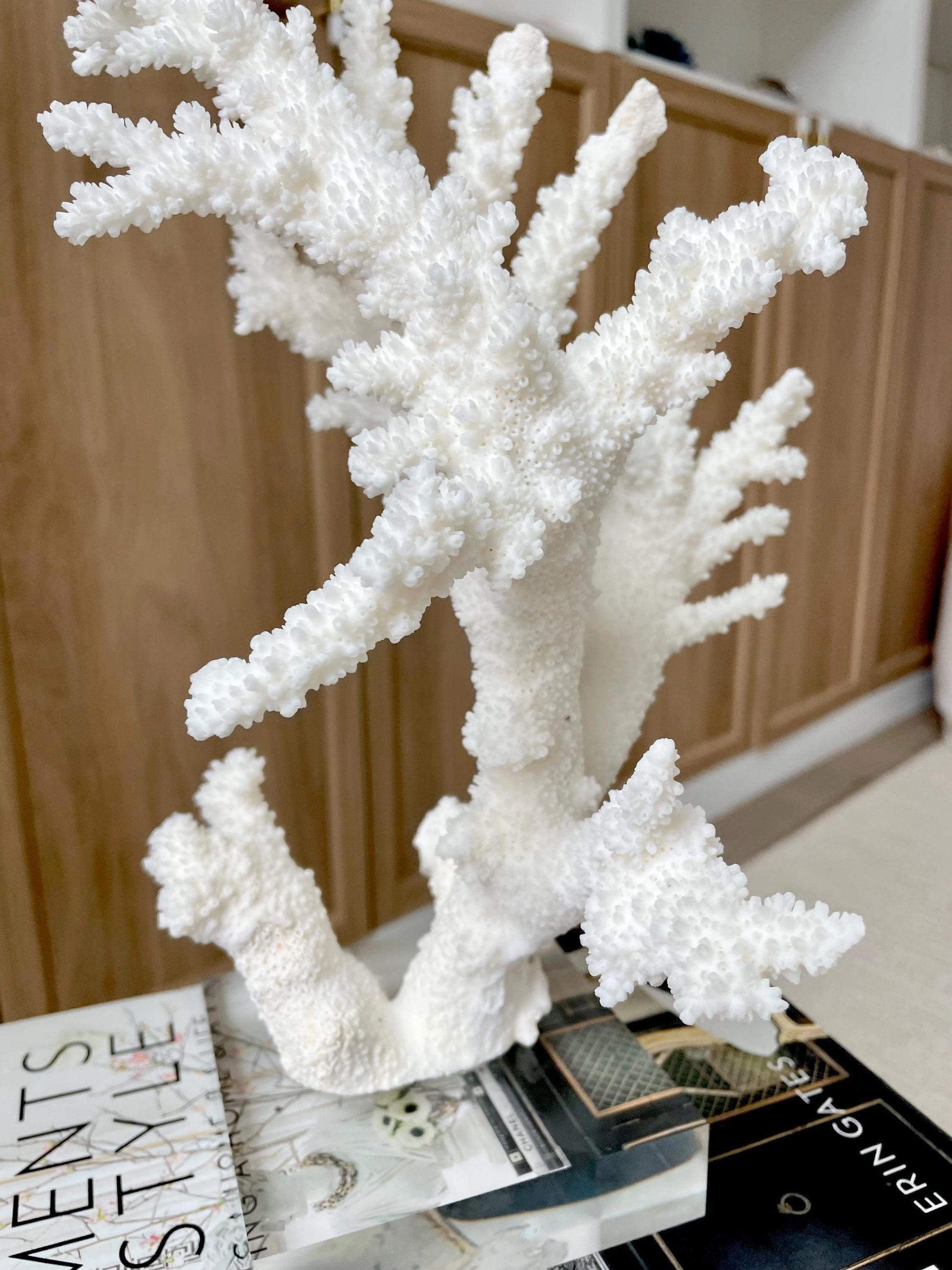 Genuine 100% Natural BRANCH CORAL 13" x 8" x 7" Long Fossil Specimen Coastal Ocean Reef Display Nautical Beach House Décor