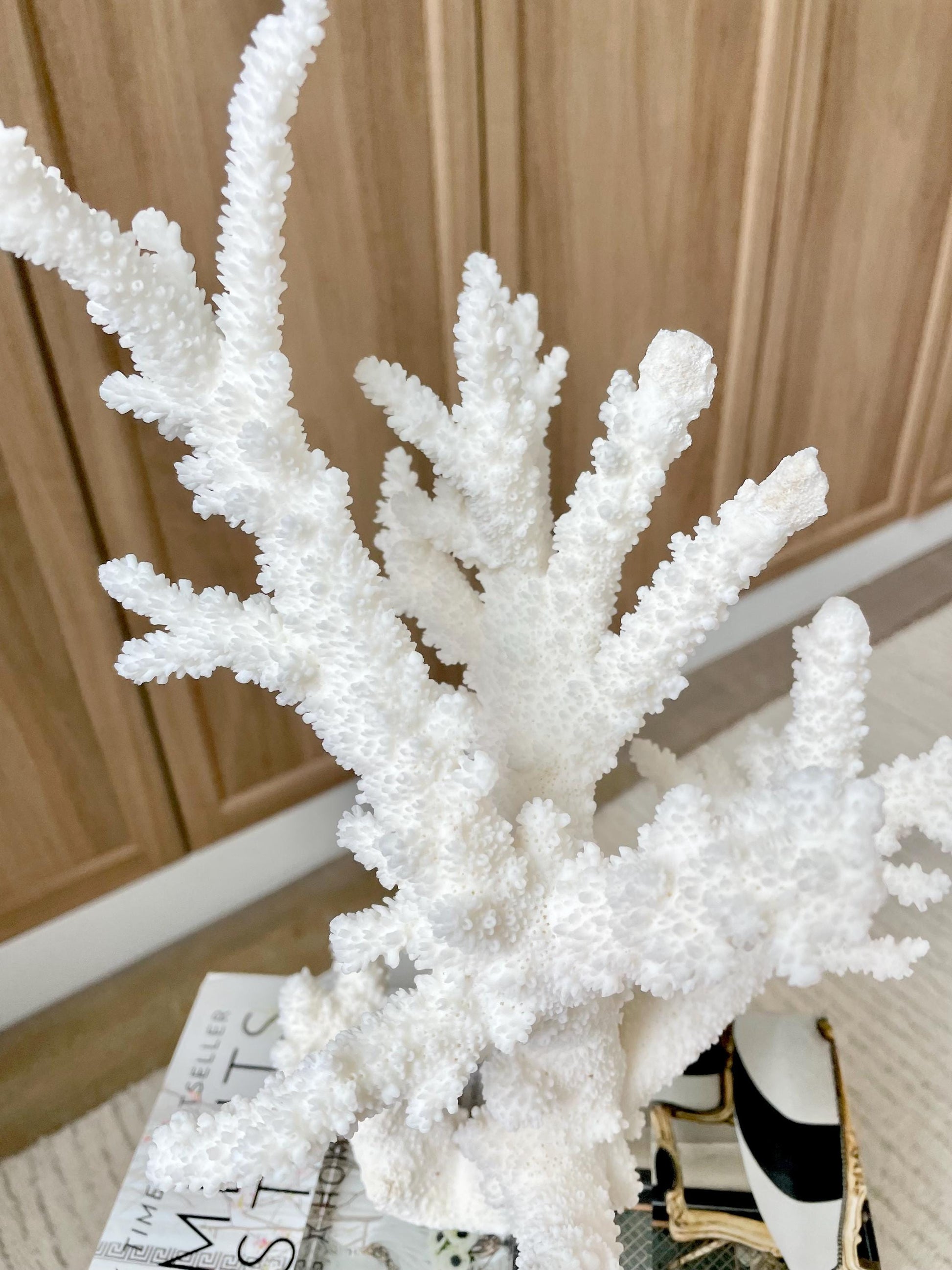 Genuine 100% Natural BRANCH CORAL 13" x 8" x 7" Long Fossil Specimen Coastal Ocean Reef Display Nautical Beach House Décor