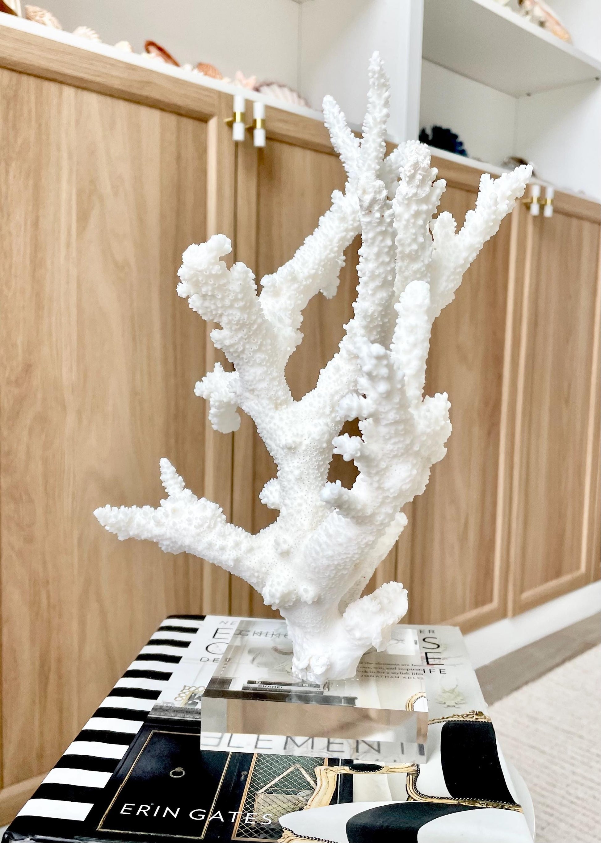 Genuine 100% Natural BRANCH CORAL 13" x 8" x 7" Long Fossil Specimen Coastal Ocean Reef Display Nautical Beach House Décor