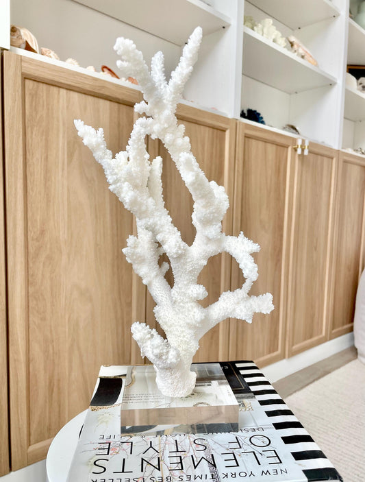 Genuine 100% Natural BRANCH CORAL 13" x 8" x 7" Long Fossil Specimen Coastal Ocean Reef Display Nautical Beach House Décor