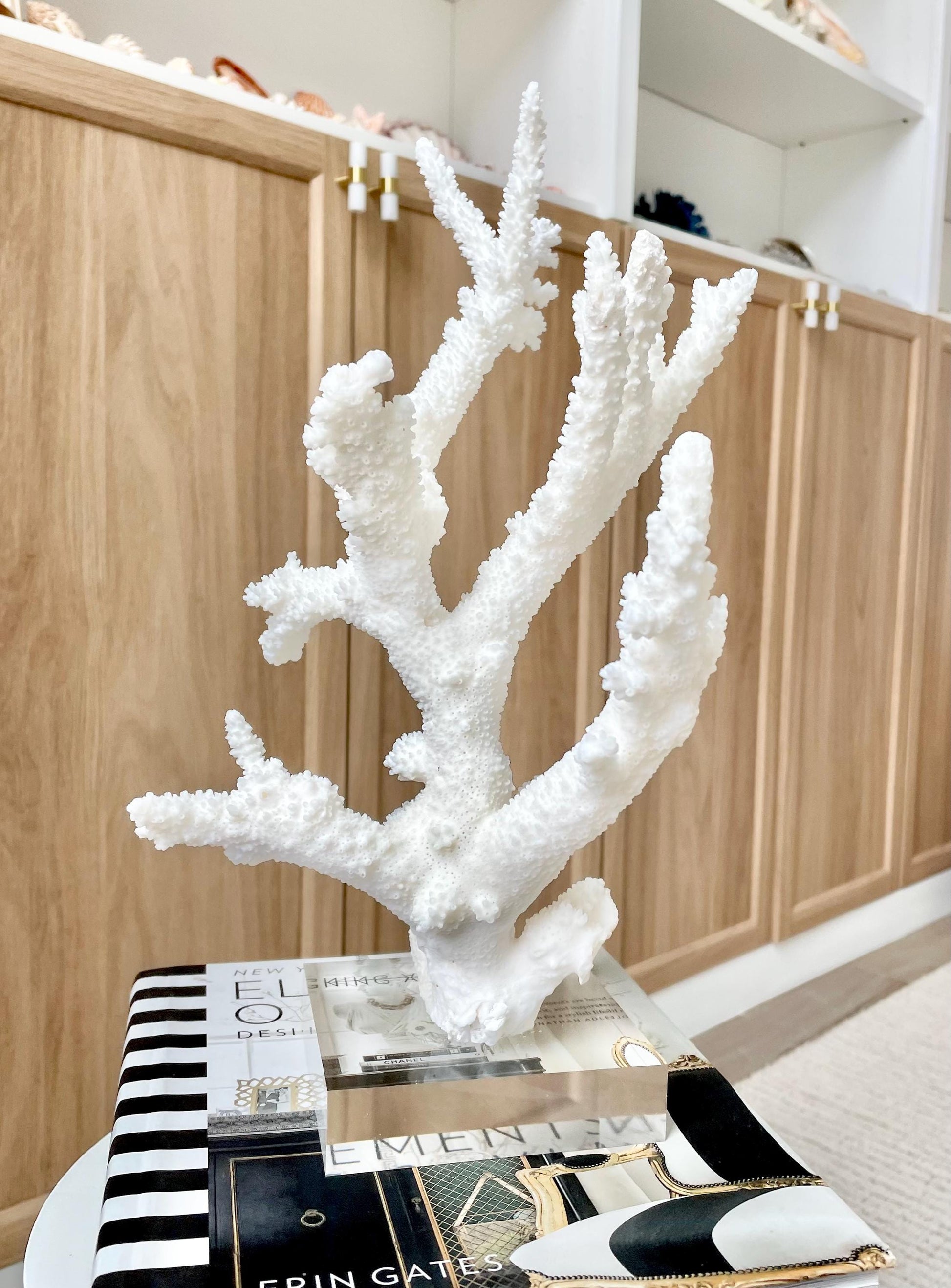 Genuine 100% Natural BRANCH CORAL 13" x 8" x 7" Long Fossil Specimen Coastal Ocean Reef Display Nautical Beach House Décor