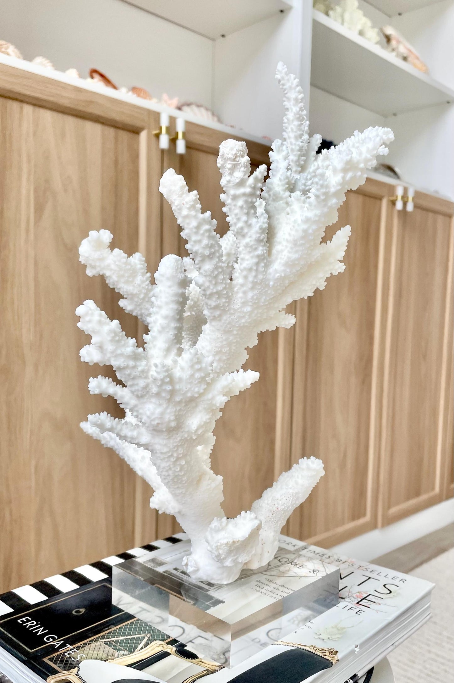 Genuine 100% Natural BRANCH CORAL 13" x 8" x 7" Long Fossil Specimen Coastal Ocean Reef Display Nautical Beach House Décor