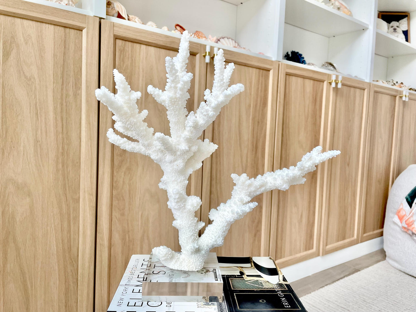 Genuine 100% Natural BRANCH CORAL 13.5" x 12" x 7" Long Fossil Specimen Coastal Ocean Reef Display Nautical Beach House Décor