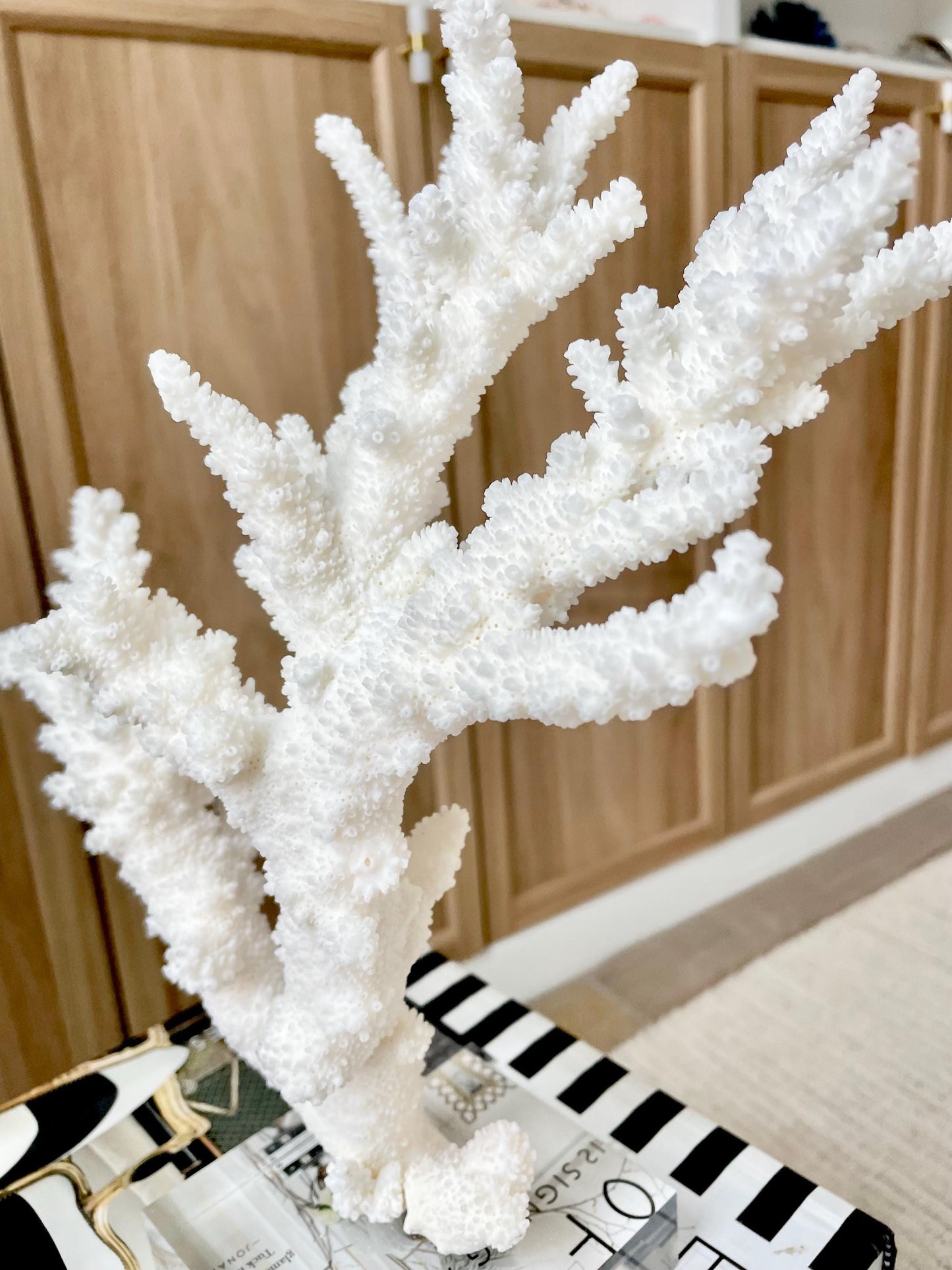 Genuine 100% Natural BRANCH CORAL 13.5" x 12" x 7" Long Fossil Specimen Coastal Ocean Reef Display Nautical Beach House Décor