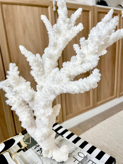 Genuine 100% Natural BRANCH CORAL 13.5" x 12" x 7" Long Fossil Specimen Coastal Ocean Reef Display Nautical Beach House Décor