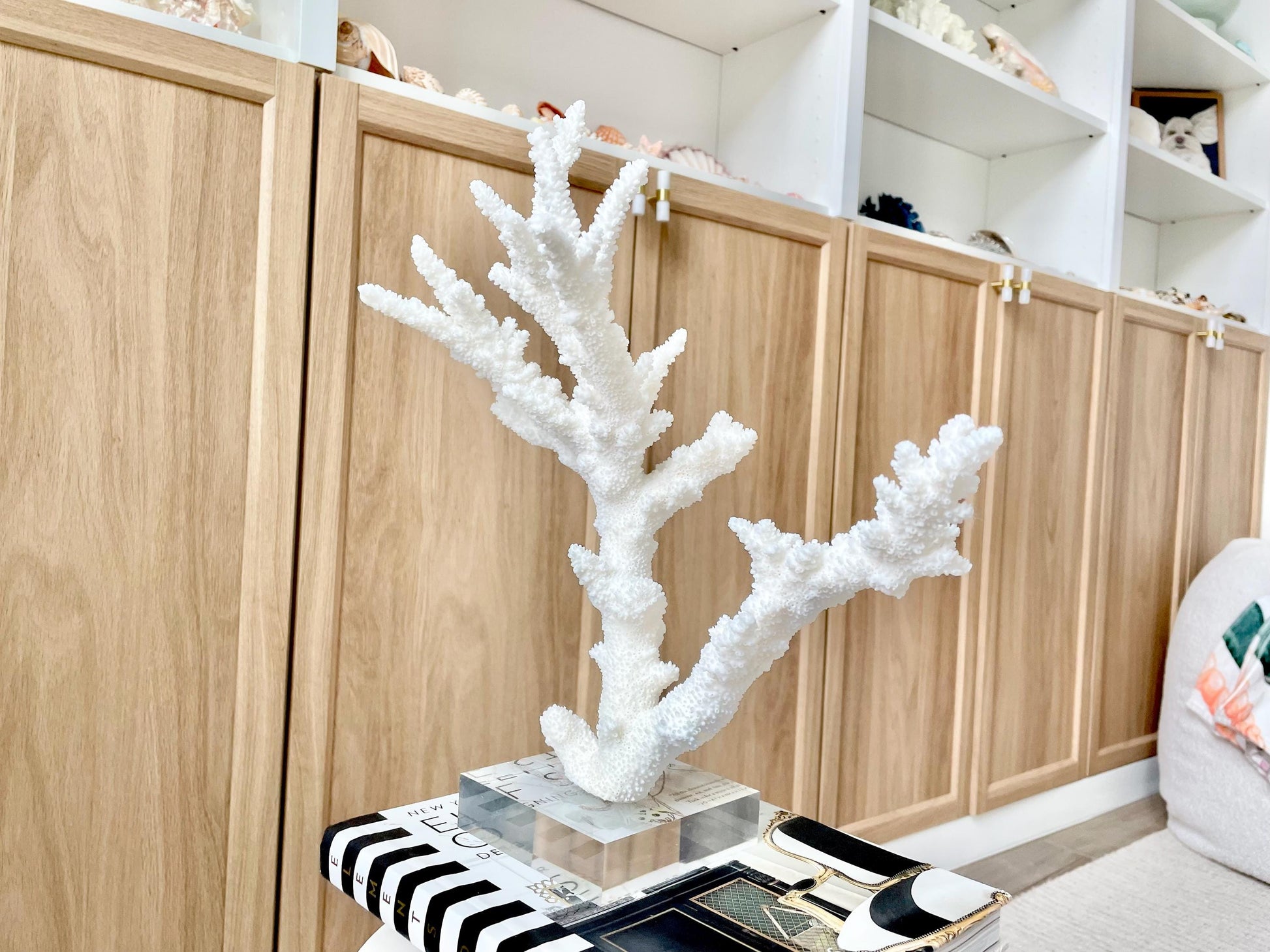 Genuine 100% Natural BRANCH CORAL 13.5" x 12" x 7" Long Fossil Specimen Coastal Ocean Reef Display Nautical Beach House Décor