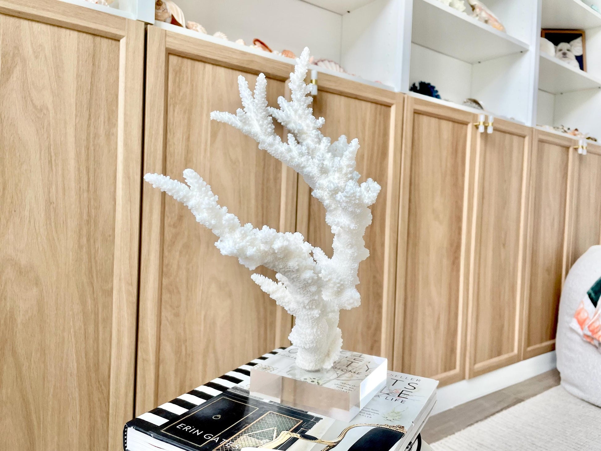 Genuine 100% Natural BRANCH CORAL 13.5" x 12" x 7" Long Fossil Specimen Coastal Ocean Reef Display Nautical Beach House Décor