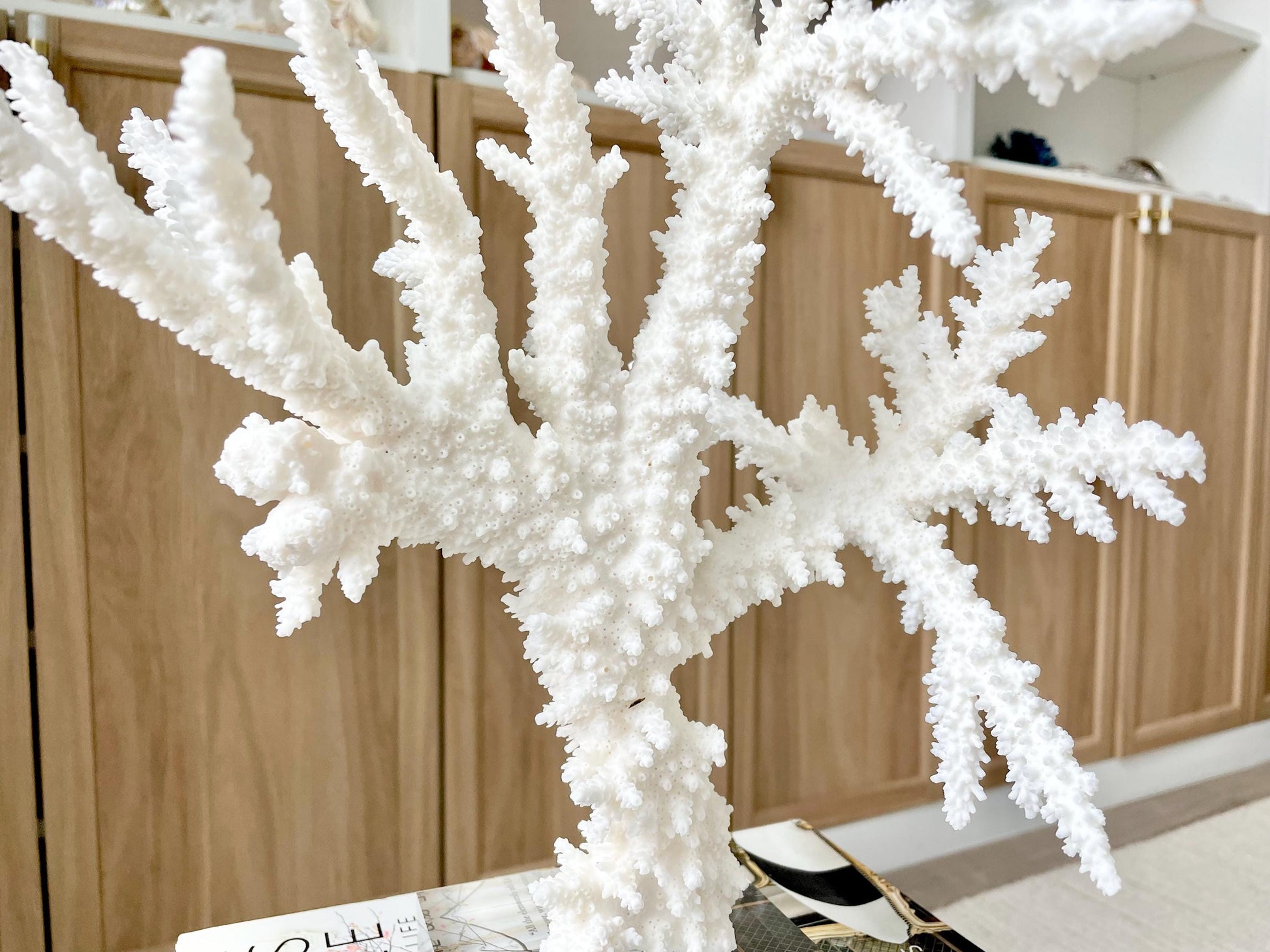 Genuine 100% Natural BRANCH CORAL 13" x 10" x 9" Long Fossil Specimen Coastal Ocean Reef Display Nautical Beach House Décor