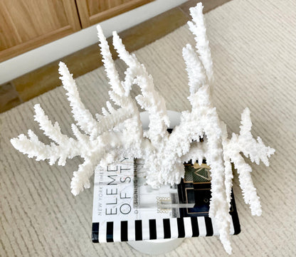 Genuine 100% Natural BRANCH CORAL 13" x 10" x 9" Long Fossil Specimen Coastal Ocean Reef Display Nautical Beach House Décor