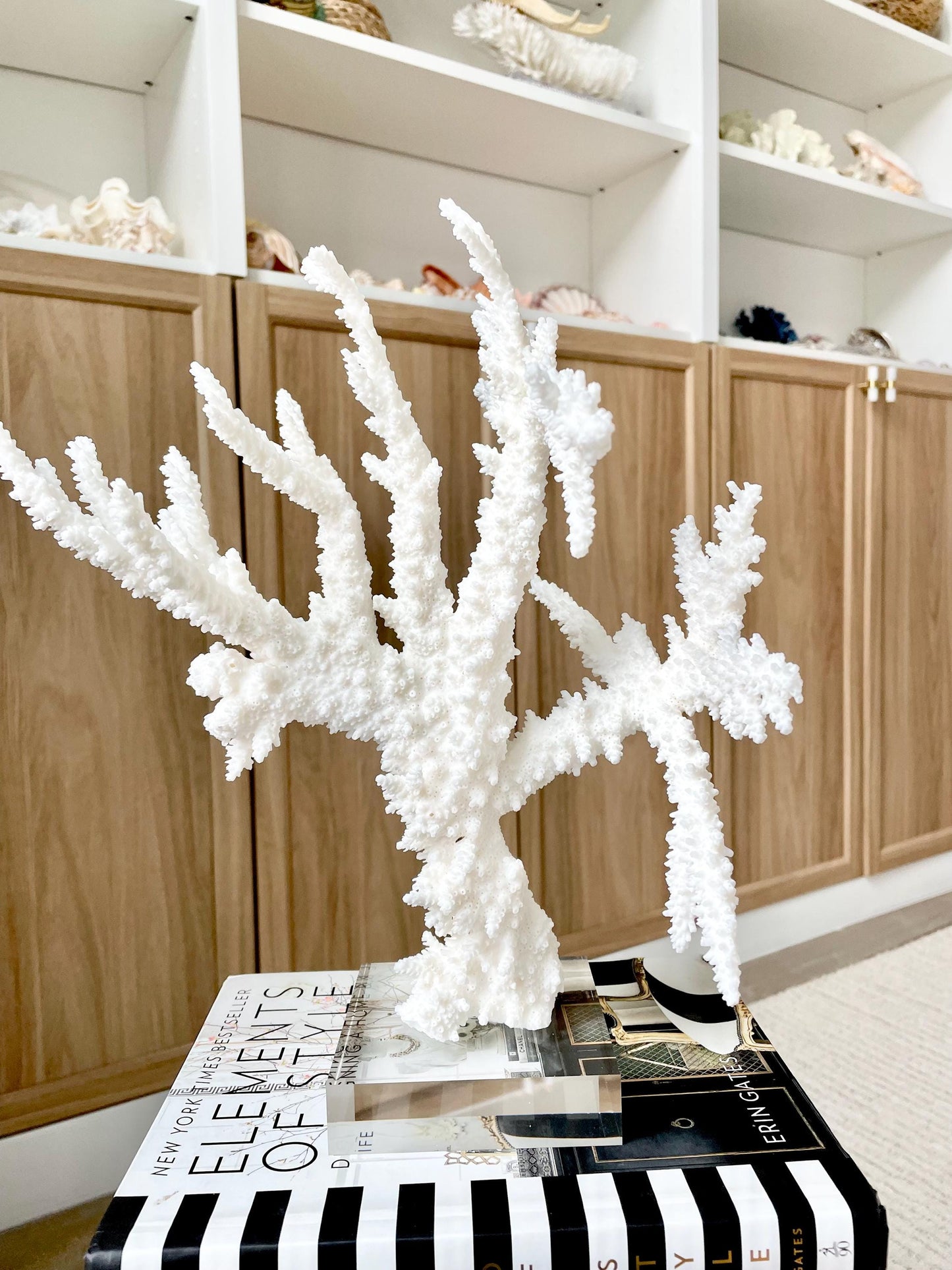 Genuine 100% Natural BRANCH CORAL 13" x 10" x 9" Long Fossil Specimen Coastal Ocean Reef Display Nautical Beach House Décor