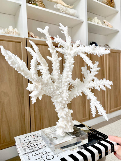 Genuine 100% Natural BRANCH CORAL 13" x 10" x 9" Long Fossil Specimen Coastal Ocean Reef Display Nautical Beach House Décor