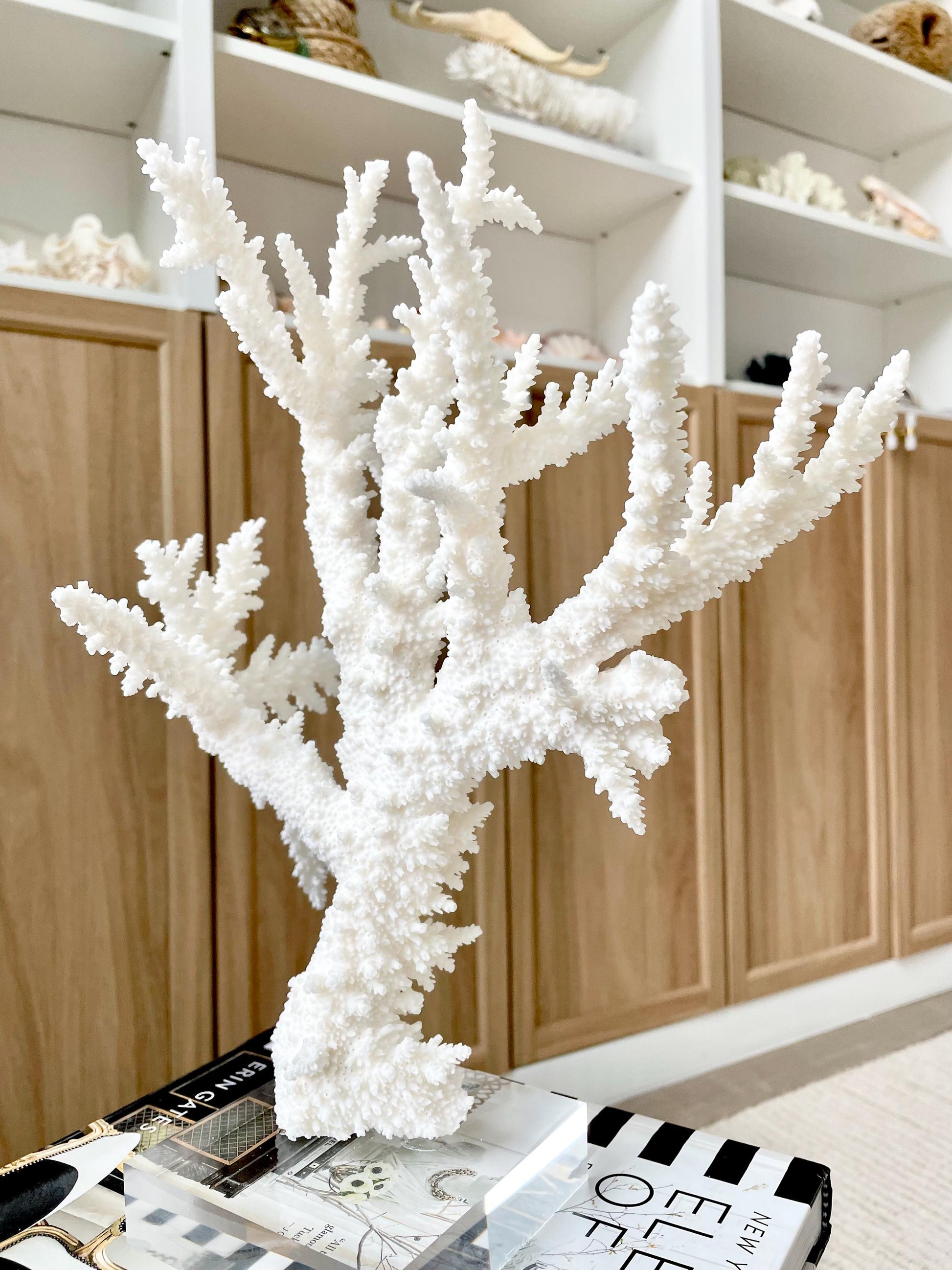 Genuine 100% Natural BRANCH CORAL 13" x 10" x 9" Long Fossil Specimen Coastal Ocean Reef Display Nautical Beach House Décor