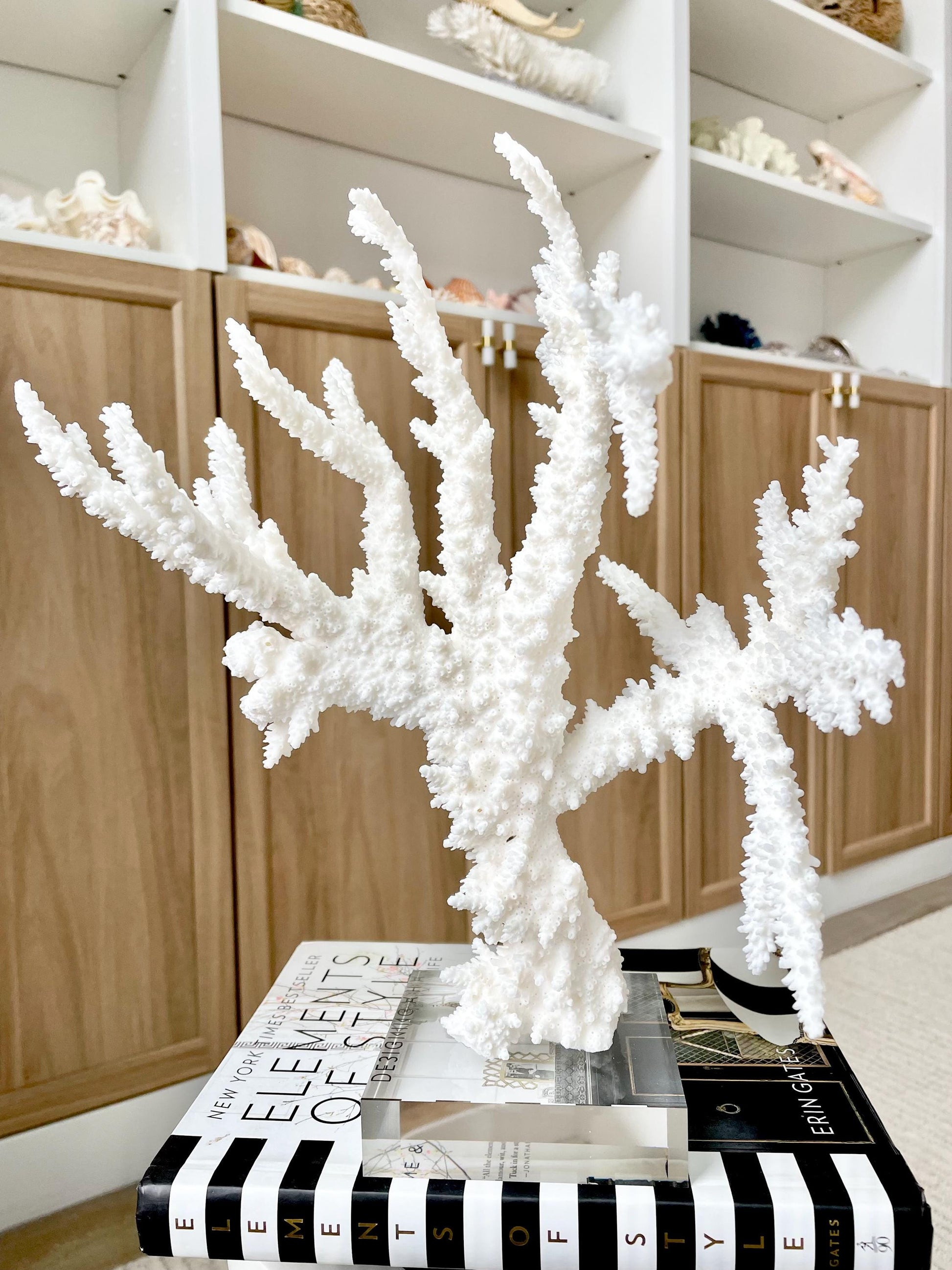 Genuine 100% Natural BRANCH CORAL 13" x 10" x 9" Long Fossil Specimen Coastal Ocean Reef Display Nautical Beach House Décor