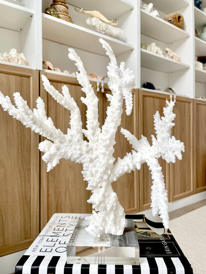 Genuine 100% Natural BRANCH CORAL 13" x 10" x 9" Long Fossil Specimen Coastal Ocean Reef Display Nautical Beach House Décor