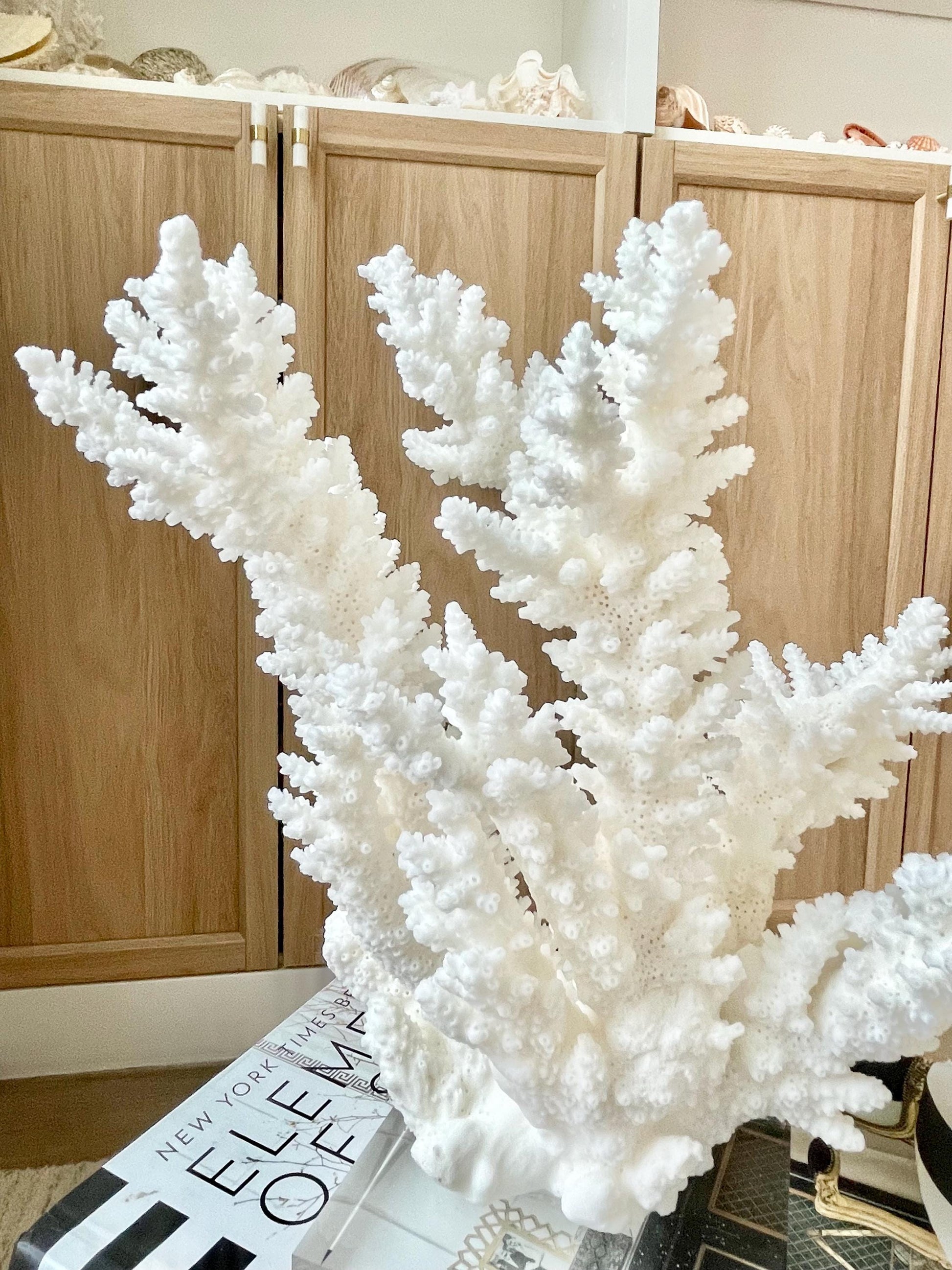 Genuine 100% Natural BRANCH CORAL 12" x 10" x 9" Long Fossil Specimen Coastal Ocean Reef Display Nautical Beach House Décor