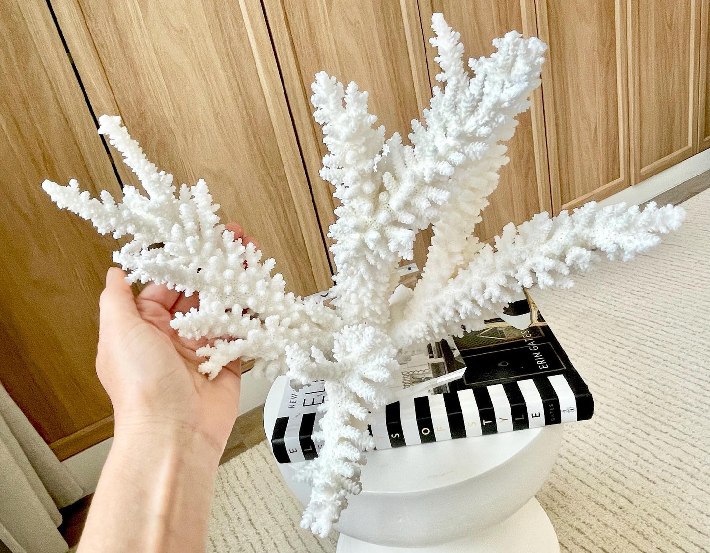 Genuine 100% Natural BRANCH CORAL 12" x 10" x 9" Long Fossil Specimen Coastal Ocean Reef Display Nautical Beach House Décor