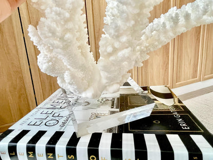 Genuine 100% Natural BRANCH CORAL 12" x 10" x 9" Long Fossil Specimen Coastal Ocean Reef Display Nautical Beach House Décor