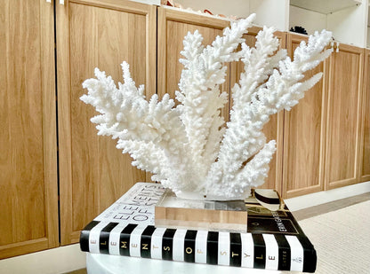 Genuine 100% Natural BRANCH CORAL 12" x 10" x 9" Long Fossil Specimen Coastal Ocean Reef Display Nautical Beach House Décor