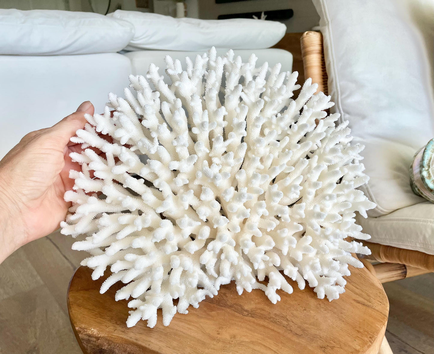 Genuine 100% Natural TABLE CORAL 12" x 9.5" x 5.5" White Fossil Specimen Coastal Beach House Décor