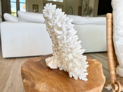 Genuine 100% Natural TABLE CORAL 12" x 9.5" x 5.5" White Fossil Specimen Coastal Beach House Décor