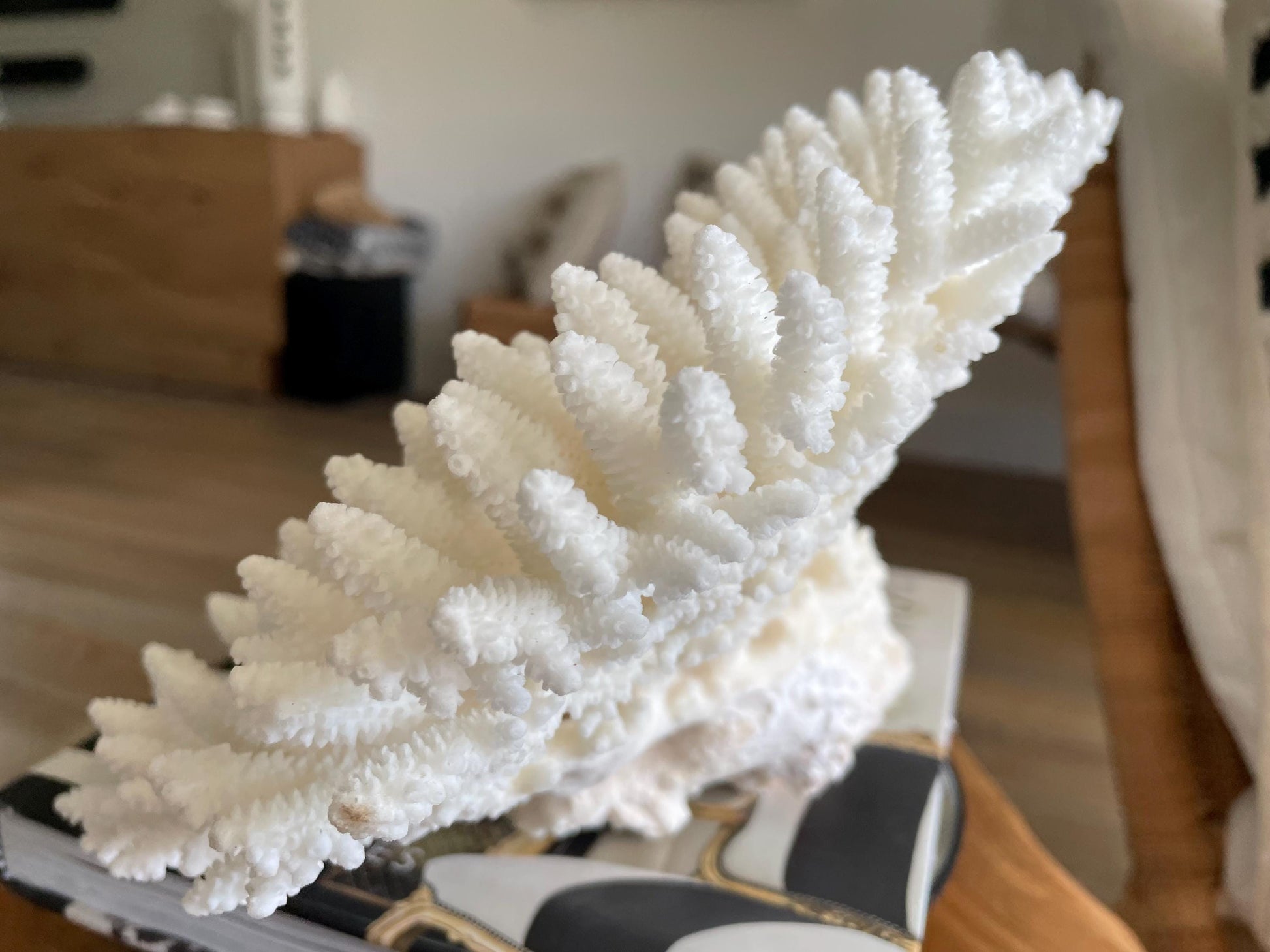 Genuine 100% Natural TABLE CORAL 12.75" x 6.75" x 6.75" White Fossil Specimen Coastal Beach House Décor