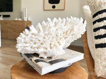 Genuine 100% Natural TABLE CORAL 12.75" x 6.75" x 6.75" White Fossil Specimen Coastal Beach House Décor