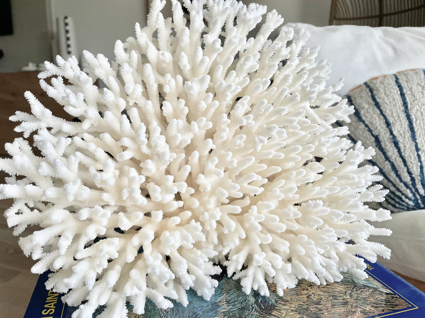 Genuine 100% Natural TABLE CORAL 12" x 9.5" x 5" White Fossil Specimen Coastal Beach House Décor