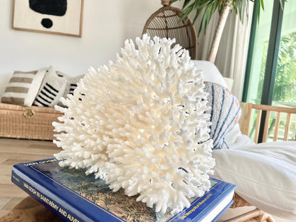 Genuine 100% Natural TABLE CORAL 12" x 9.5" x 5" White Fossil Specimen Coastal Beach House Décor