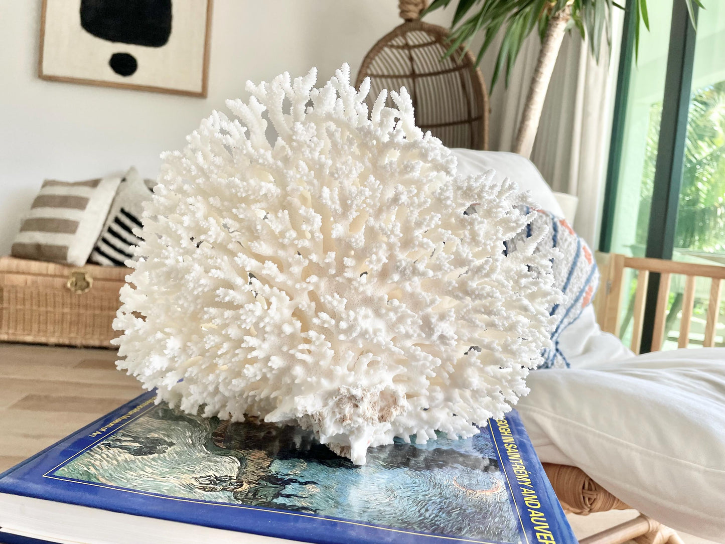 Genuine 100% Natural TABLE CORAL 12" x 9.5" x 5" White Fossil Specimen Coastal Beach House Décor
