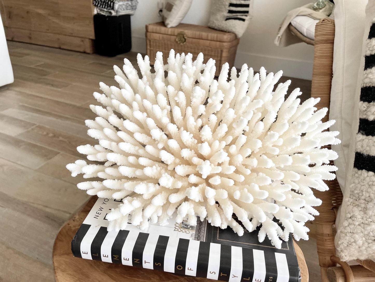 Genuine 100% Natural TABLE CORAL 12.75" x 6.75" x 6.75" White Fossil Specimen Coastal Beach House Décor