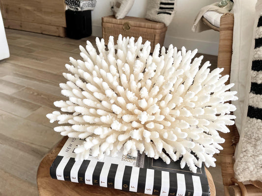 Genuine 100% Natural TABLE CORAL 12.75" x 6.75" x 6.75" White Fossil Specimen Coastal Beach House Décor