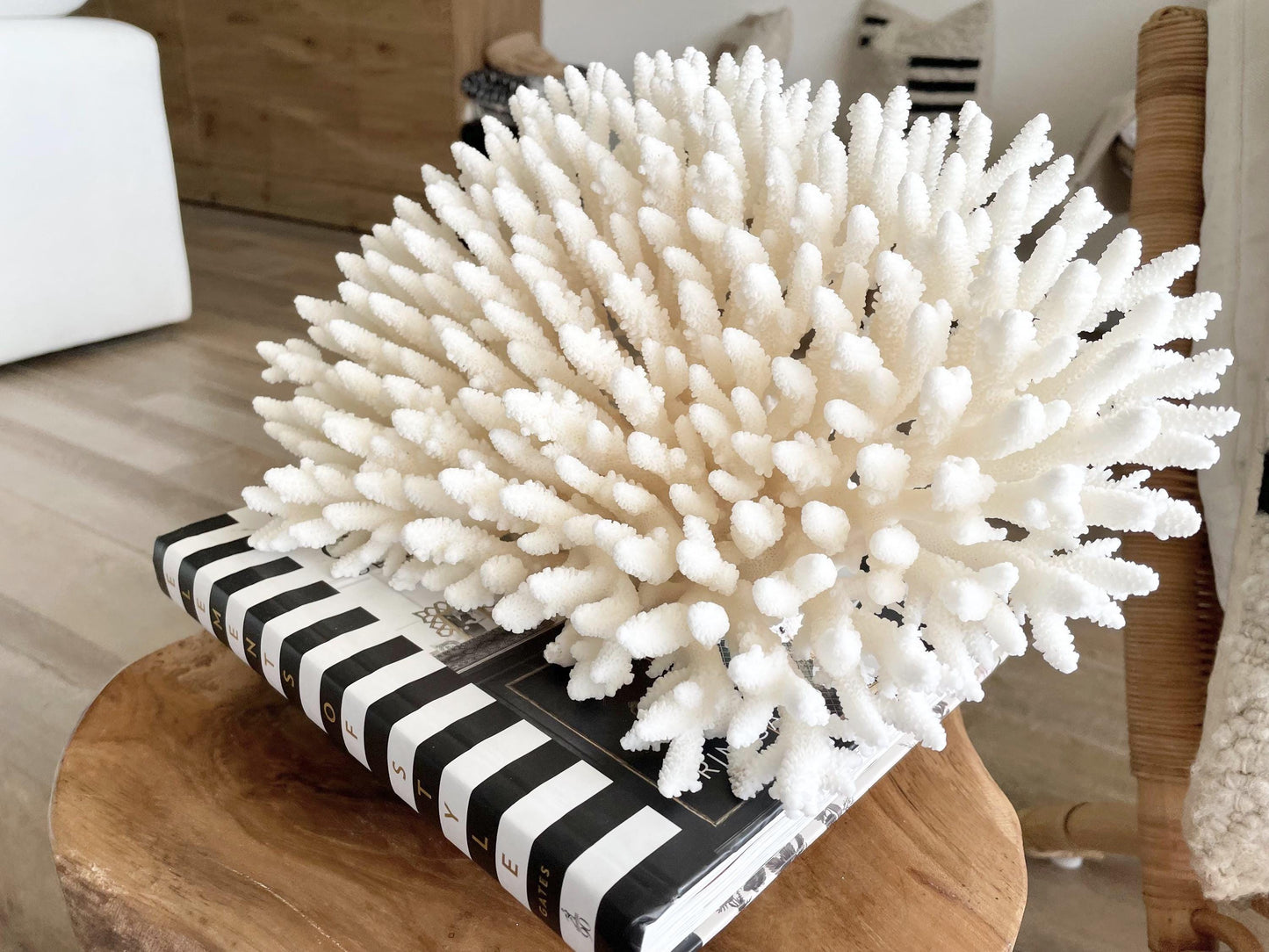 Genuine 100% Natural TABLE CORAL 12.75" x 6.75" x 6.75" White Fossil Specimen Coastal Beach House Décor