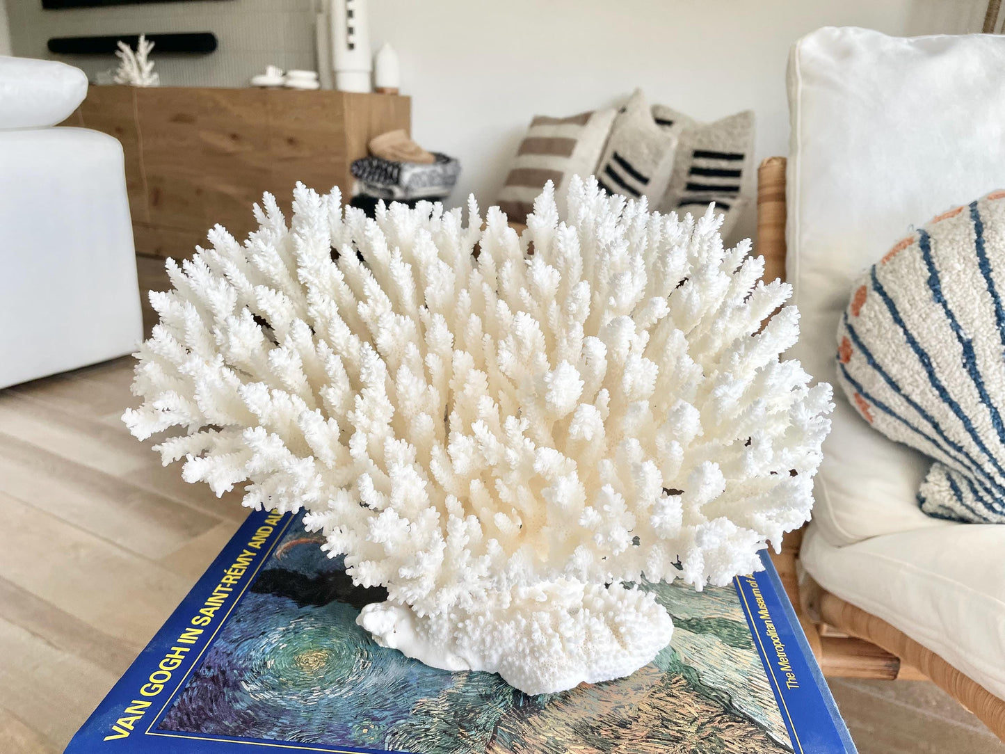 Genuine 100% Natural TABLE CORAL 11.5" x 8.5" x 7.5" White Fossil Specimen Coastal Beach House Décor